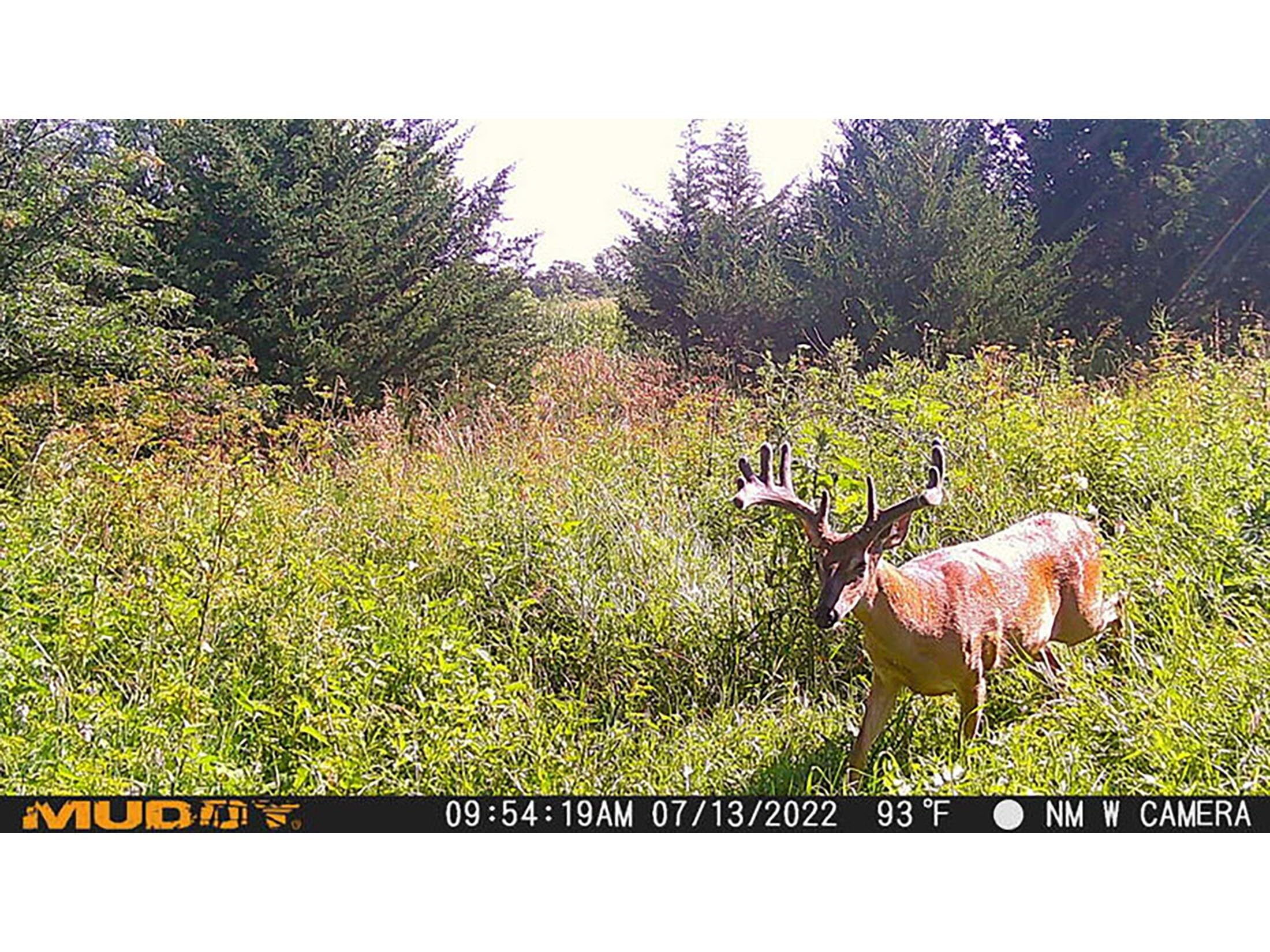 Muddy Morph Verizon Cellular Trail Camera 26 MP con tarjeta SD de 16 GB y pilas AA